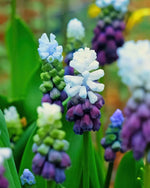 Muscari 'Grape Ice' (Grape hyacinth) - Harding & Bloom