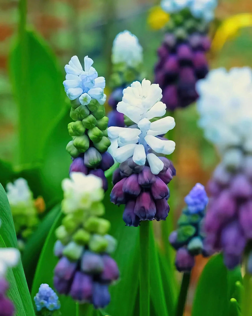 Muscari 'Grape Ice' (Grape hyacinth) - Harding & Bloom