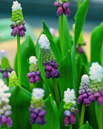 Muscari 'Grape Ice' (Grape hyacinth) - Harding & Bloom