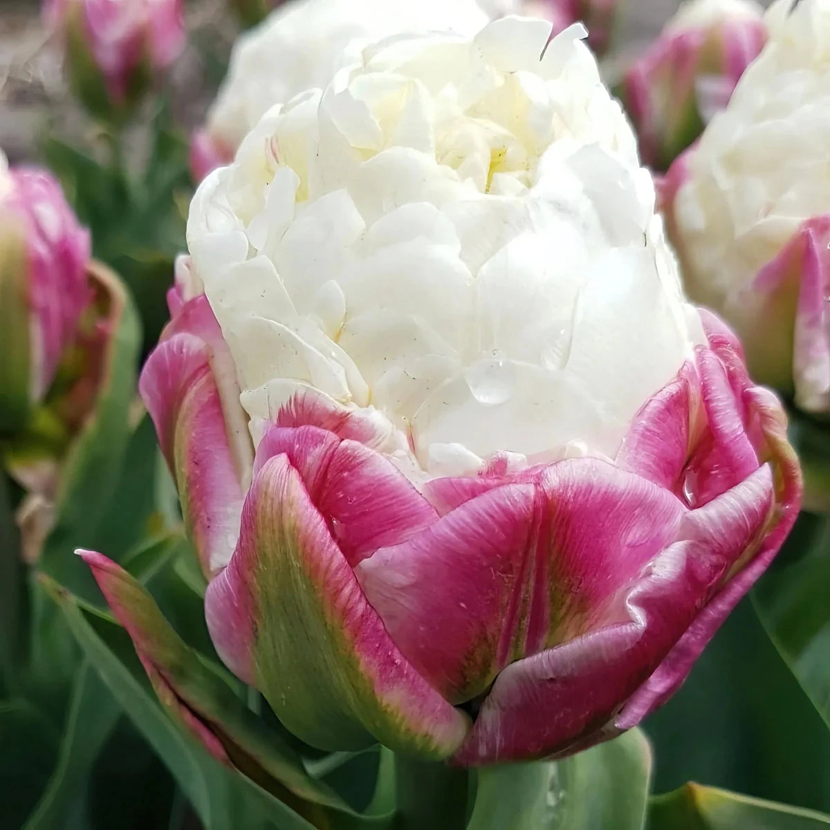 Tulipa 'Ice Cream' (Tulip) - Harding & Bloom