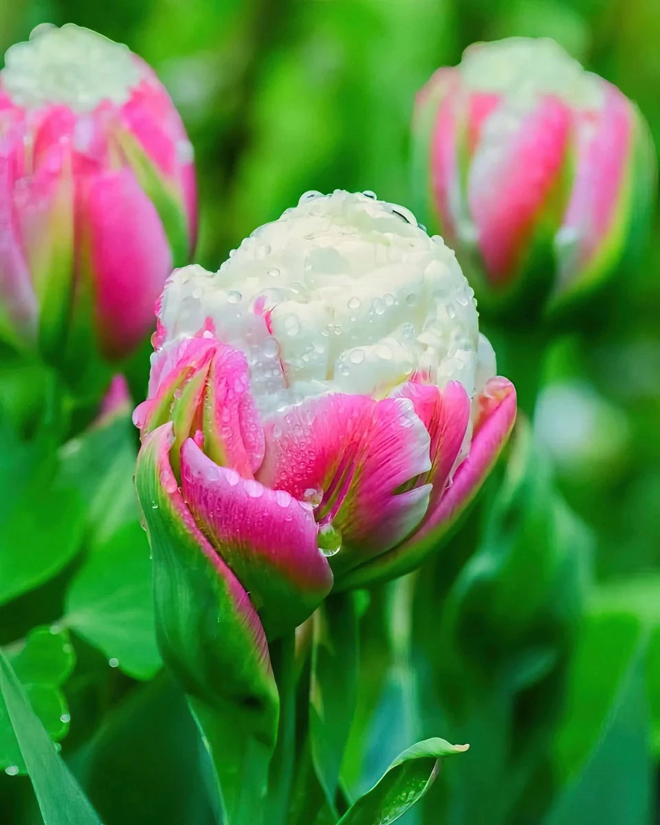 Tulipa 'Ice Cream' (Tulip) - Harding & Bloom