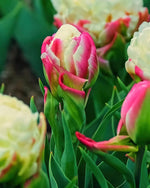 Tulipa 'Ice Cream' (Tulip) - Harding & Bloom