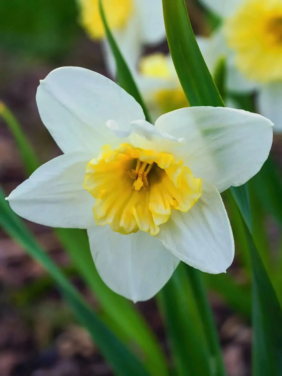 Narcissus 'Ice Follies' - Harding & Bloom