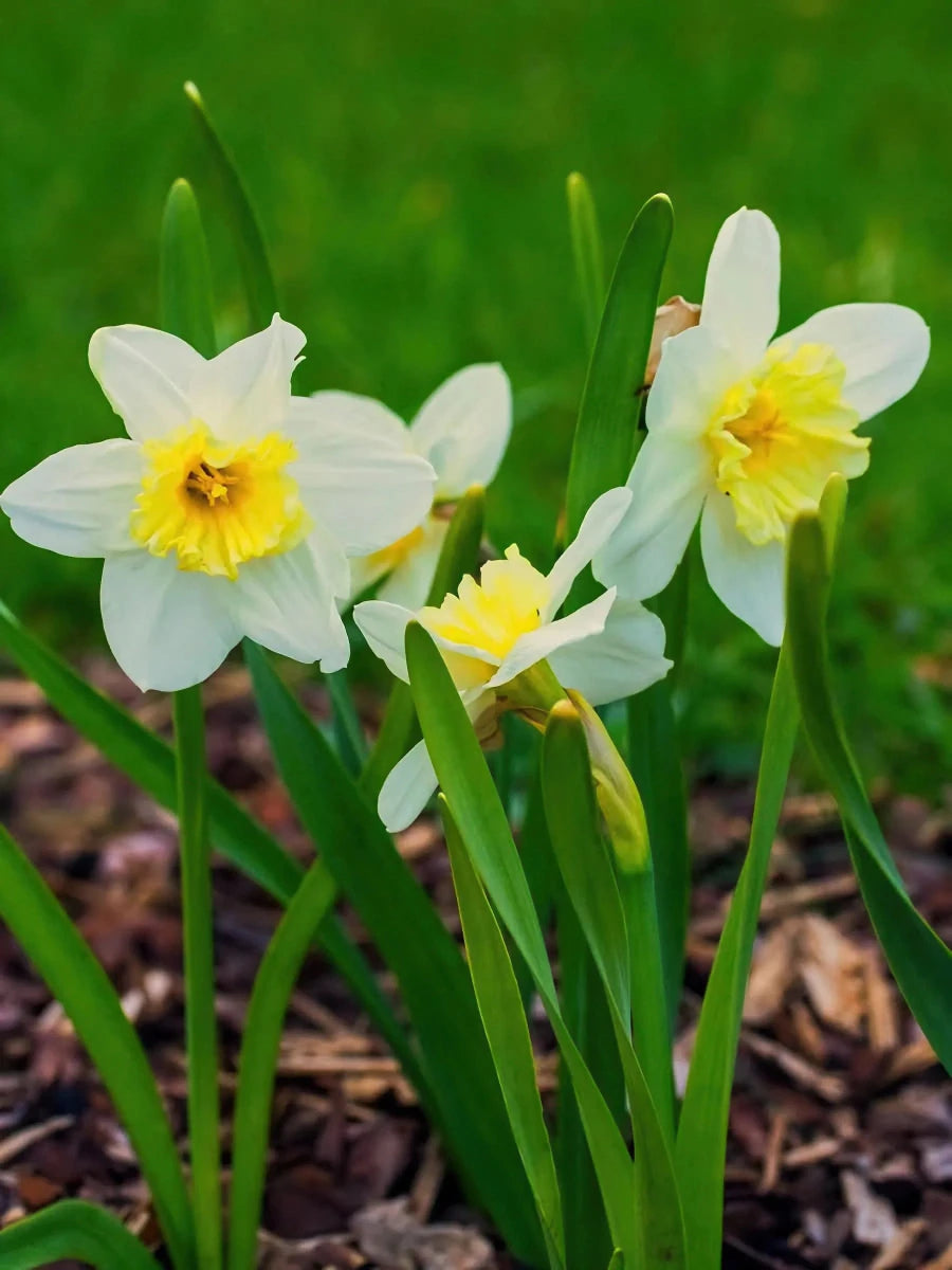 Narcissus 'Ice Follies' - Harding & Bloom