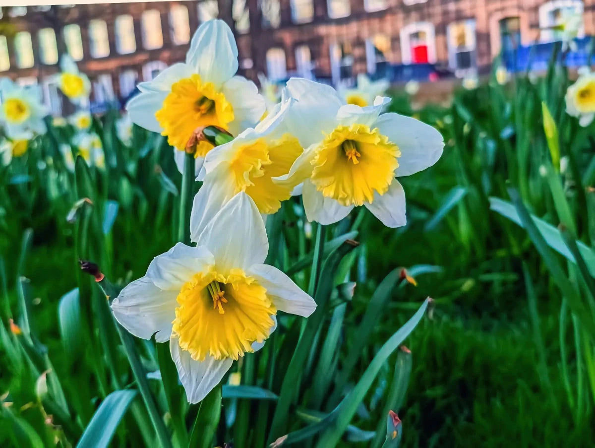 Narcissus 'Ice Follies' - Harding & Bloom