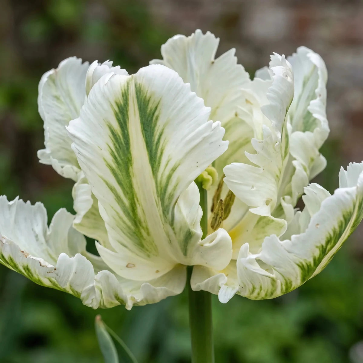 Tulipa 'Super Parrot' - Harding & Bloom