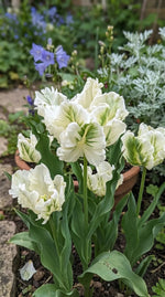 Tulipa 'Super Parrot' - Harding & Bloom