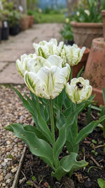 Tulipa 'Super Parrot' - Harding & Bloom