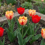 Tulipa 'Spryng Mix' (Tulip) - Harding & Bloom