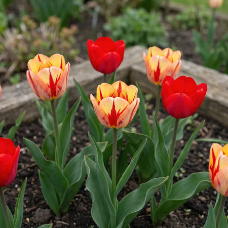 Tulipa 'Spryng Mix' (Tulip) - Harding & Bloom