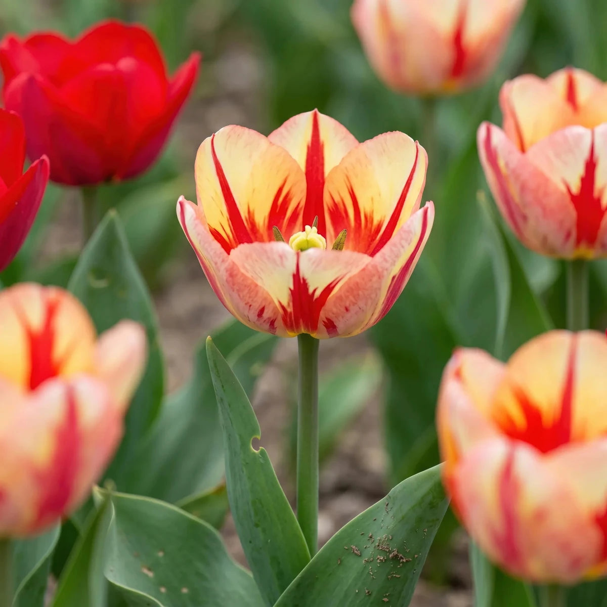 Tulipa 'Spryng Mix' (Tulip) - Harding & Bloom