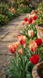 Tulipa 'Spryng Mix' (Tulip) - Harding & Bloom