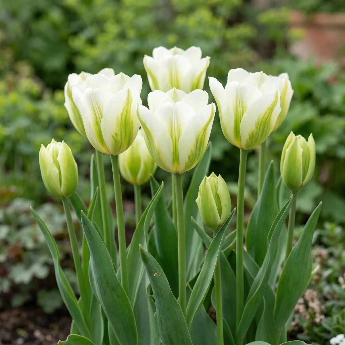 Tulipa 'Spring Green' - Harding & Bloom