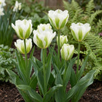 Tulipa 'Spring Green' - Harding & Bloom