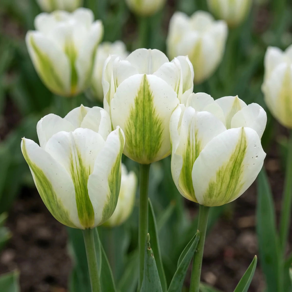 Tulipa 'Spring Green' - Harding & Bloom