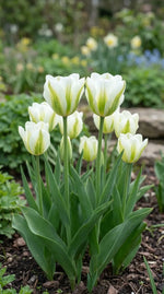 Tulipa 'Spring Green' - Harding & Bloom