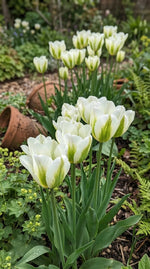 Tulipa 'Spring Green' - Harding & Bloom
