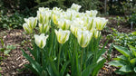 Tulipa 'Spring Green' - Harding & Bloom