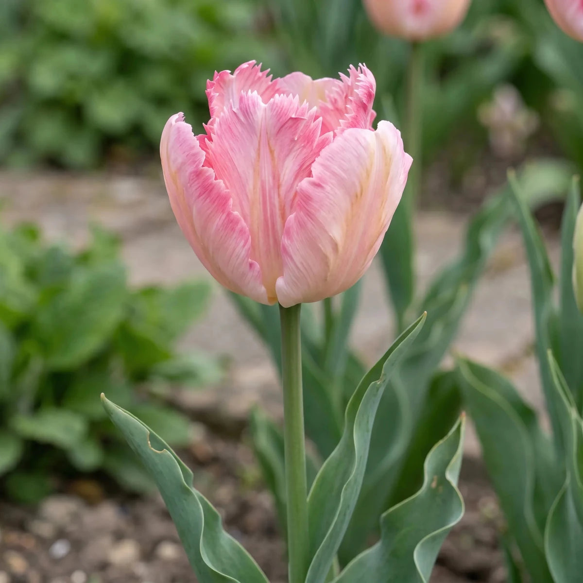 Tulipa 'Silver Parrot' - Harding & Bloom