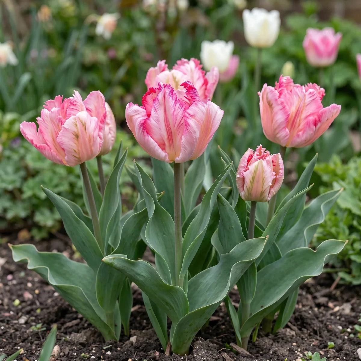Tulipa 'Silver Parrot' - Harding & Bloom