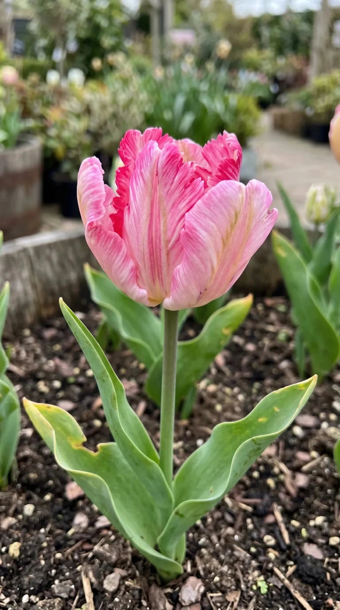 Tulipa 'Silver Parrot' - Harding & Bloom