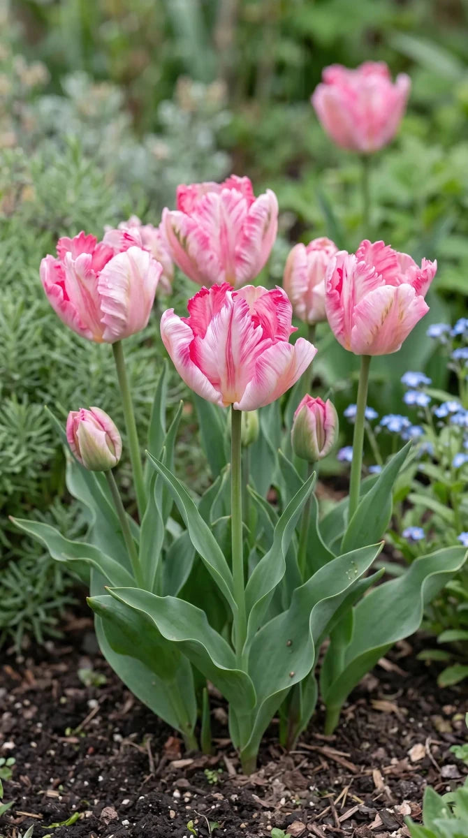 Tulipa 'Silver Parrot' - Harding & Bloom