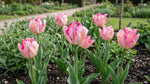 Tulipa 'Silver Parrot' - Harding & Bloom