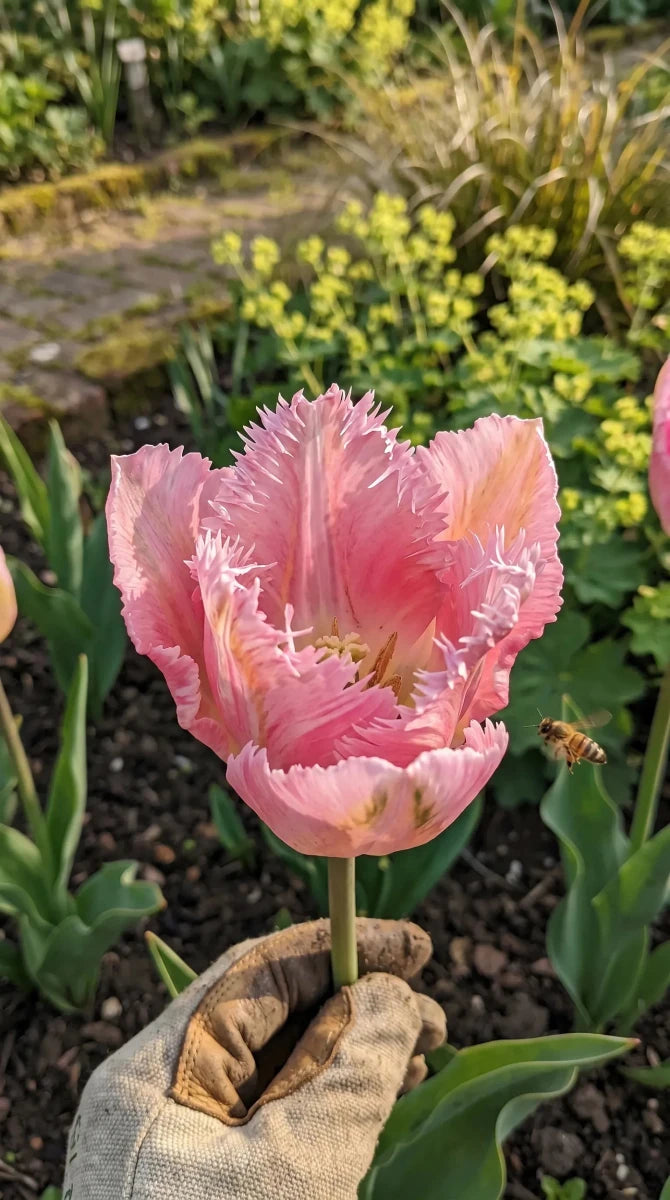 Tulipa 'Silver Parrot' - Harding & Bloom