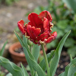Tulipa 'Seadov Parrot' (Tulip) - Harding & Bloom