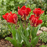 Tulipa 'Seadov Parrot' (Tulip) - Harding & Bloom