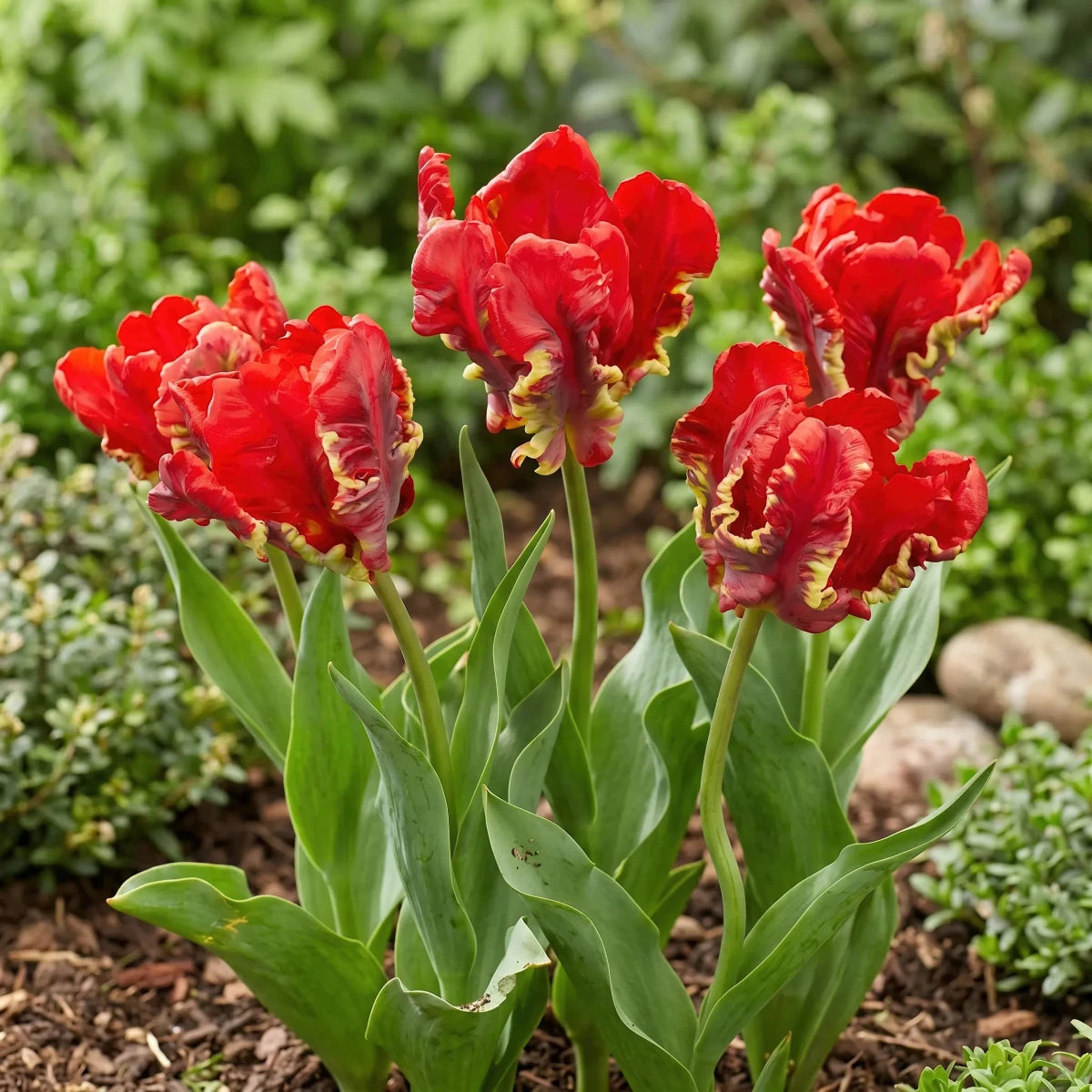 Tulipa 'Seadov Parrot' (Tulip) - Harding & Bloom