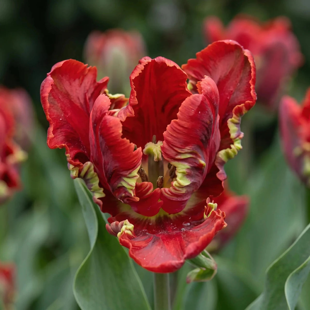 Tulipa 'Seadov Parrot' (Tulip) - Harding & Bloom