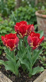 Tulipa 'Seadov Parrot' (Tulip) - Harding & Bloom