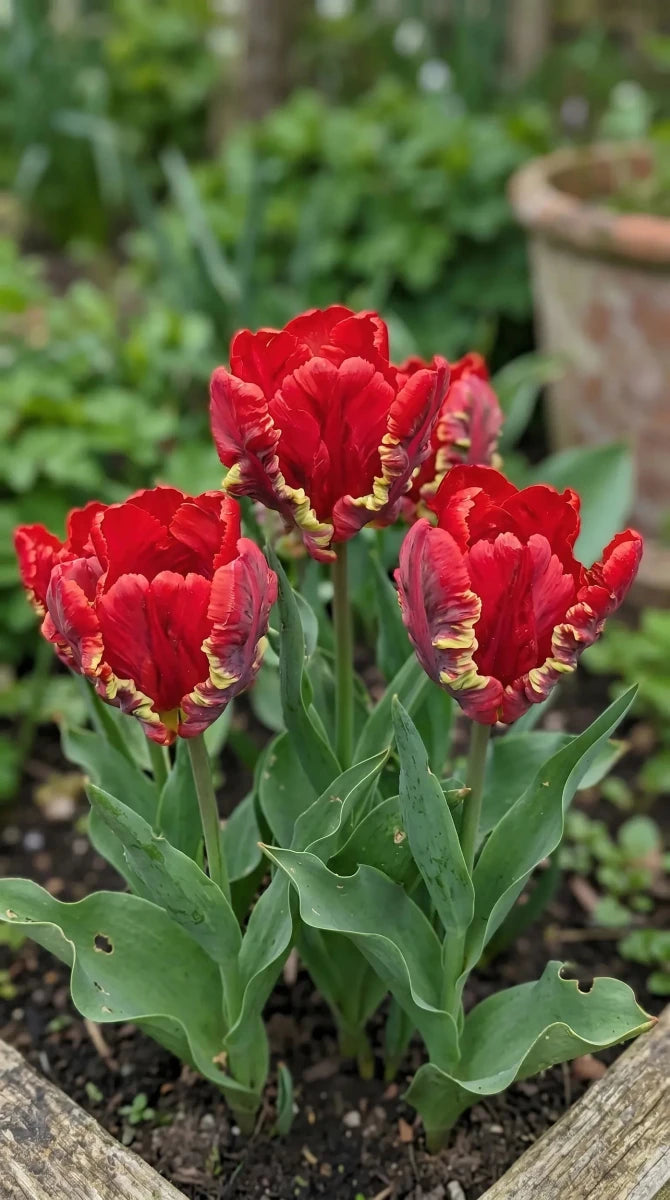 Tulipa 'Seadov Parrot' (Tulip) - Harding & Bloom