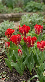 Tulipa 'Seadov Parrot' (Tulip) - Harding & Bloom