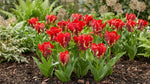 Tulipa 'Seadov Parrot' (Tulip) - Harding & Bloom