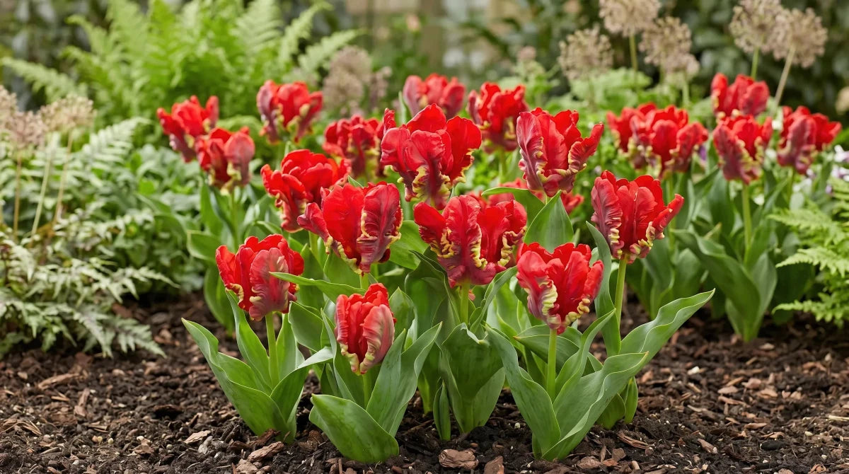 Tulipa 'Seadov Parrot' (Tulip) - Harding & Bloom