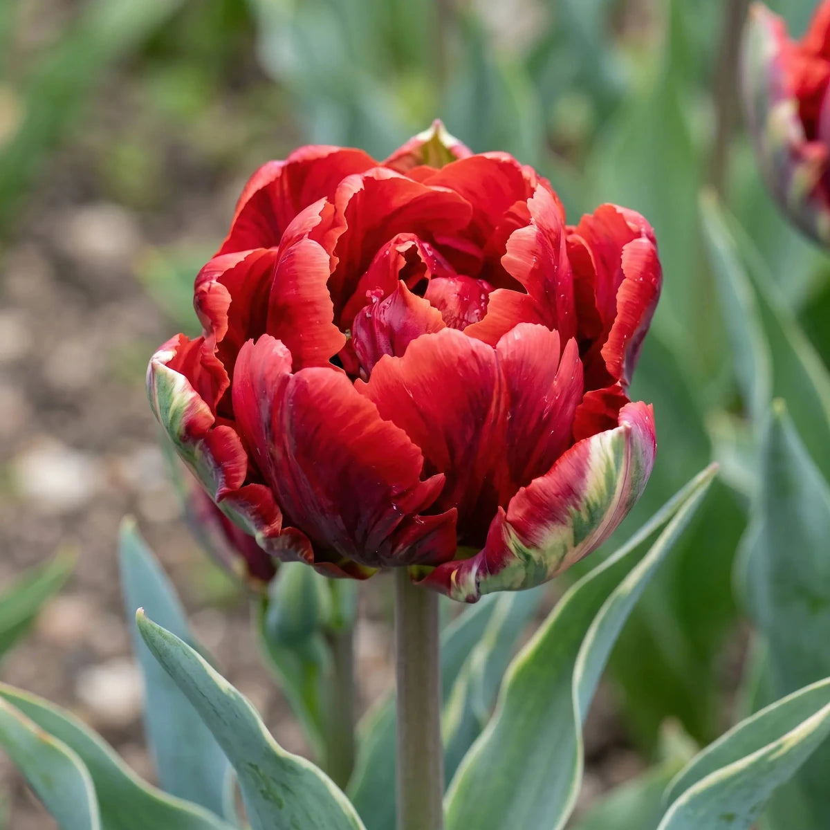 Tulipa 'Rococo Double' - Harding & Bloom