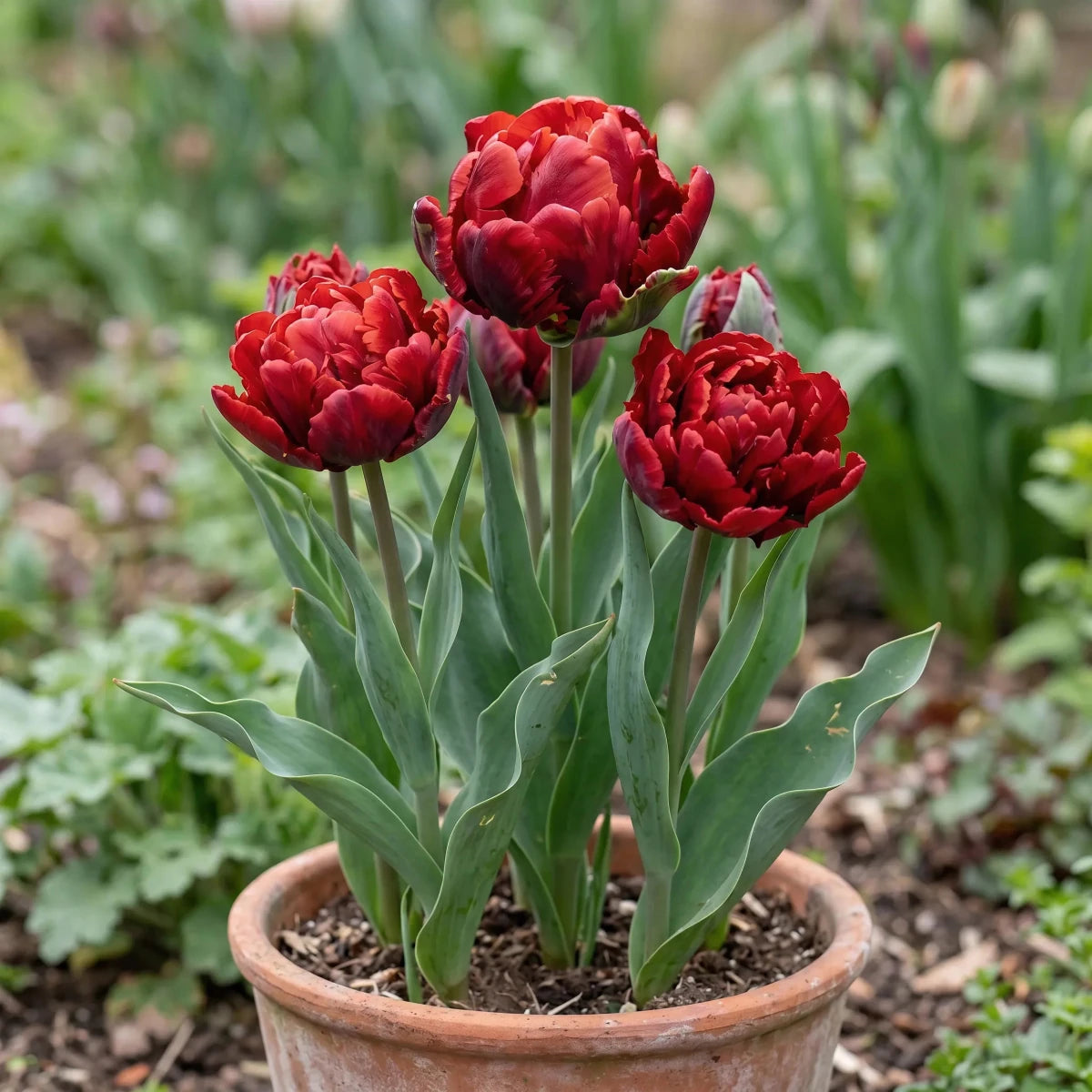 Tulipa 'Rococo Double' - Harding & Bloom