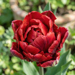 Tulipa 'Rococo Double' - Harding & Bloom