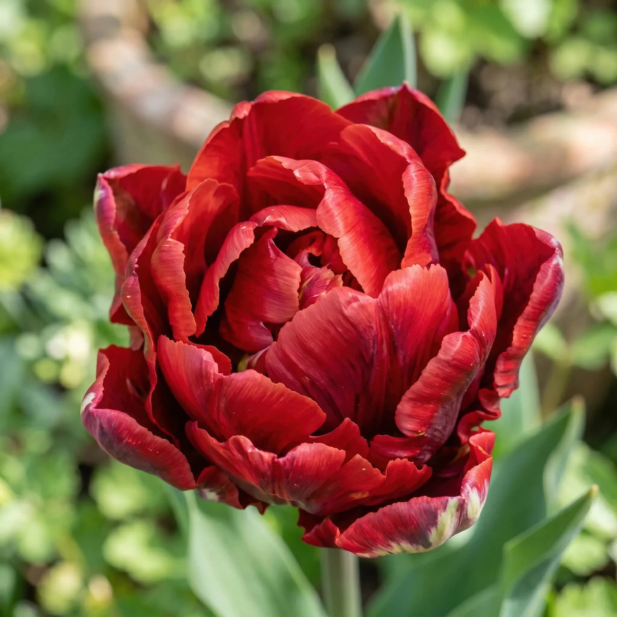 Tulipa 'Rococo Double' - Harding & Bloom