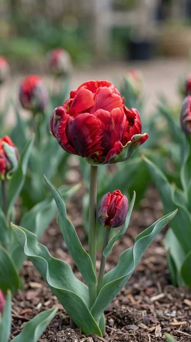 Tulipa 'Rococo Double' - Harding & Bloom