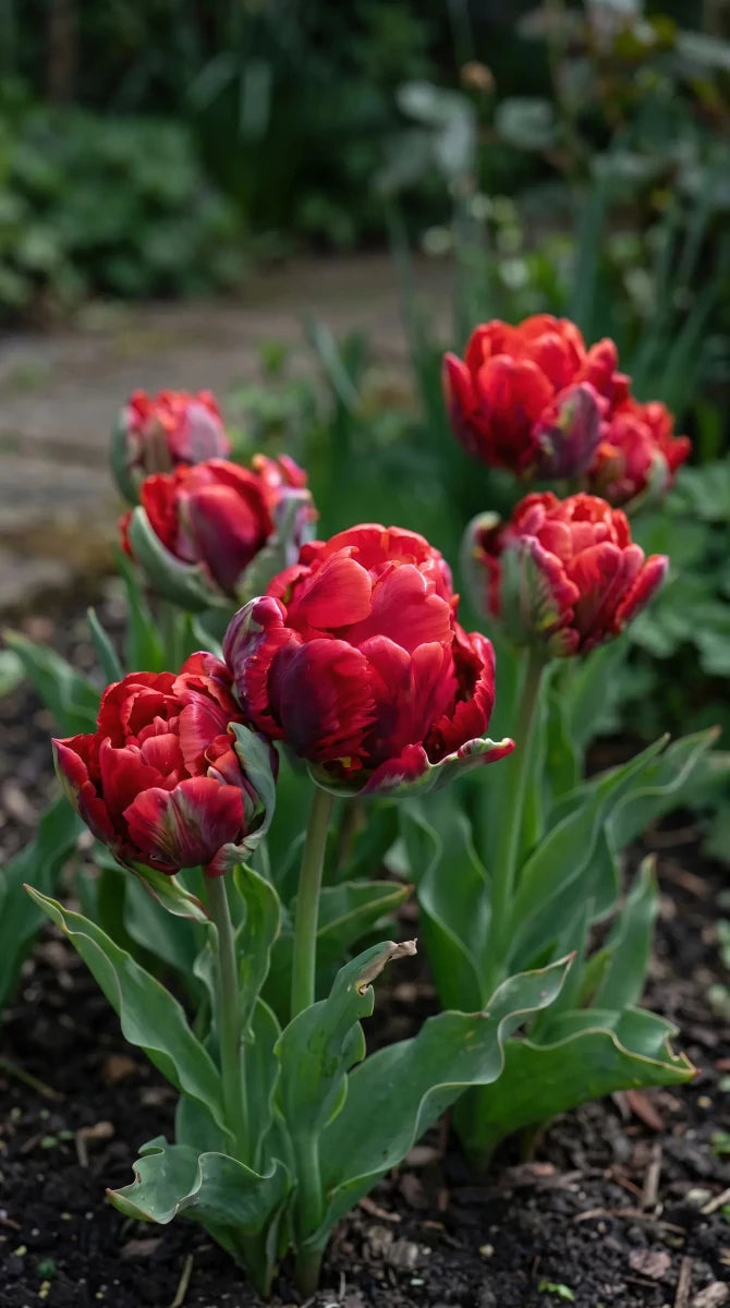 Tulipa 'Rococo Double' - Harding & Bloom