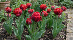 Tulipa 'Rococo Double' - Harding & Bloom