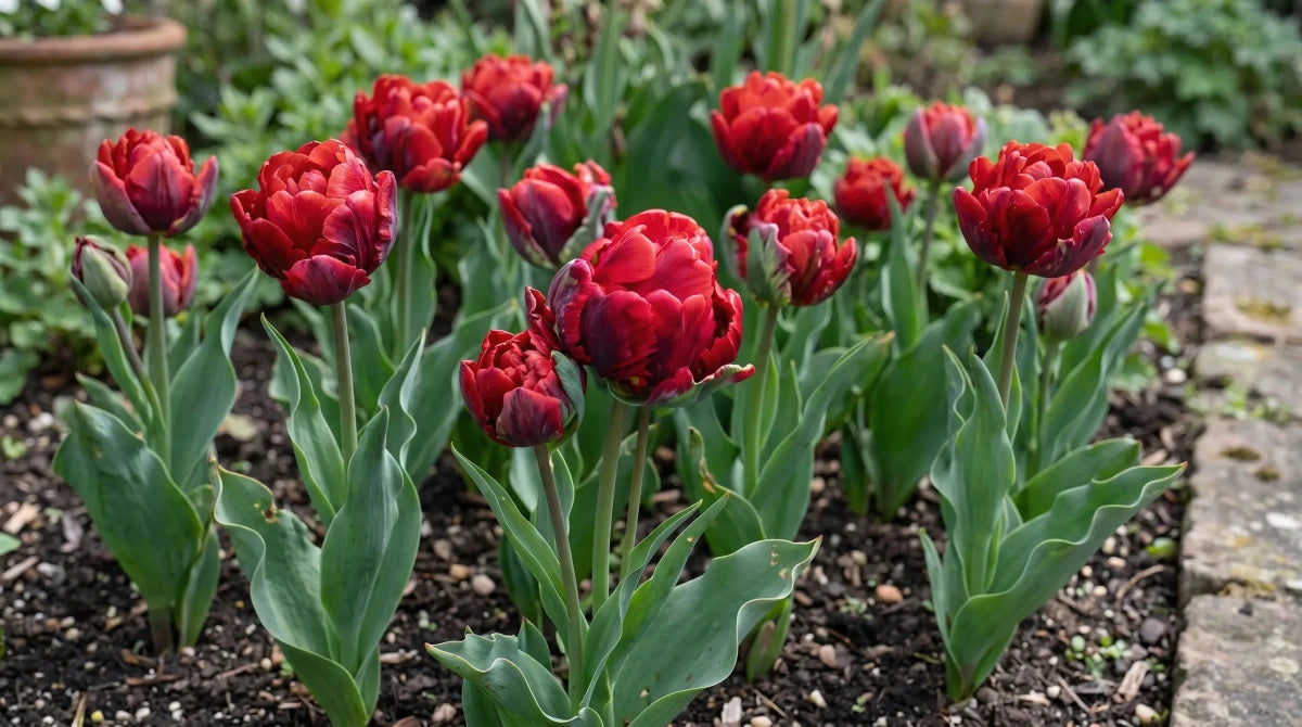 Tulipa 'Rococo Double' - Harding & Bloom