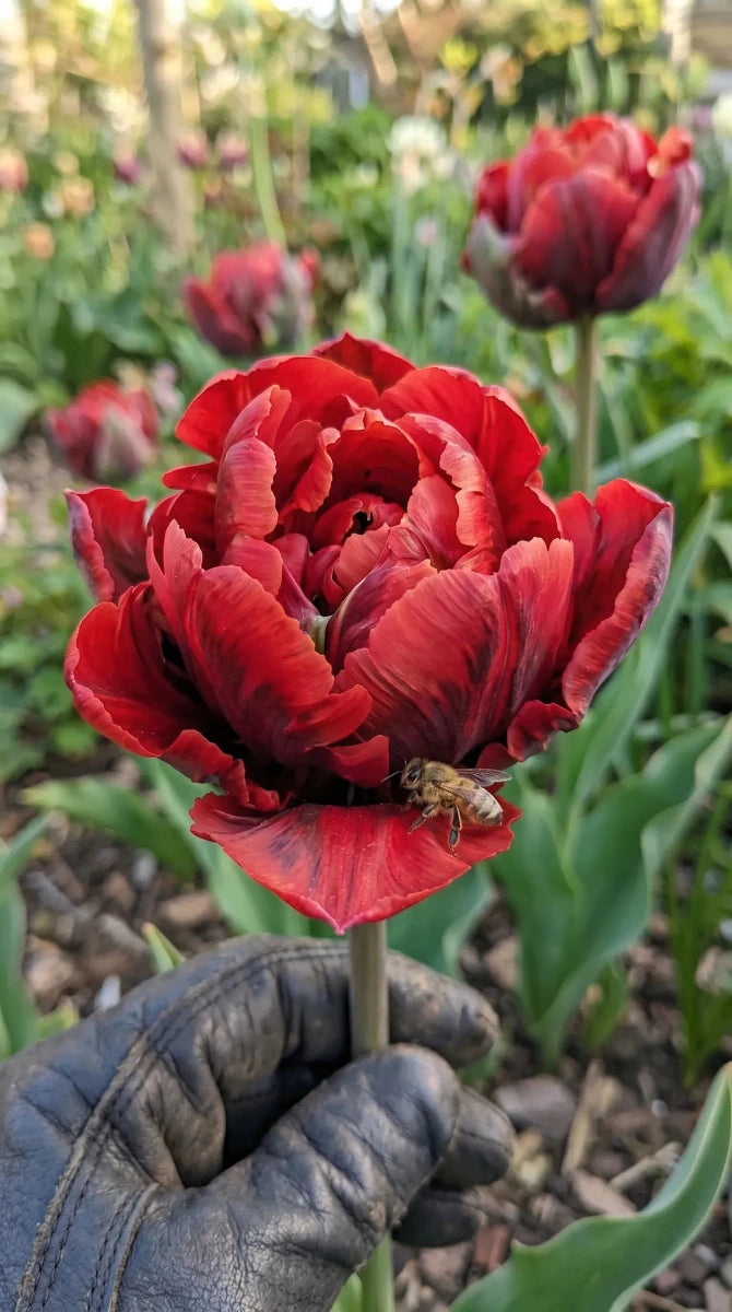 Tulipa 'Rococo Double' - Harding & Bloom