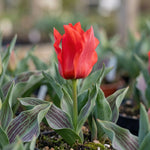 Tulipa 'Red Riding Hood' (Tulip) - Harding & Bloom