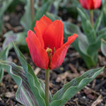 Tulipa 'Red Riding Hood' (Tulip) - Harding & Bloom