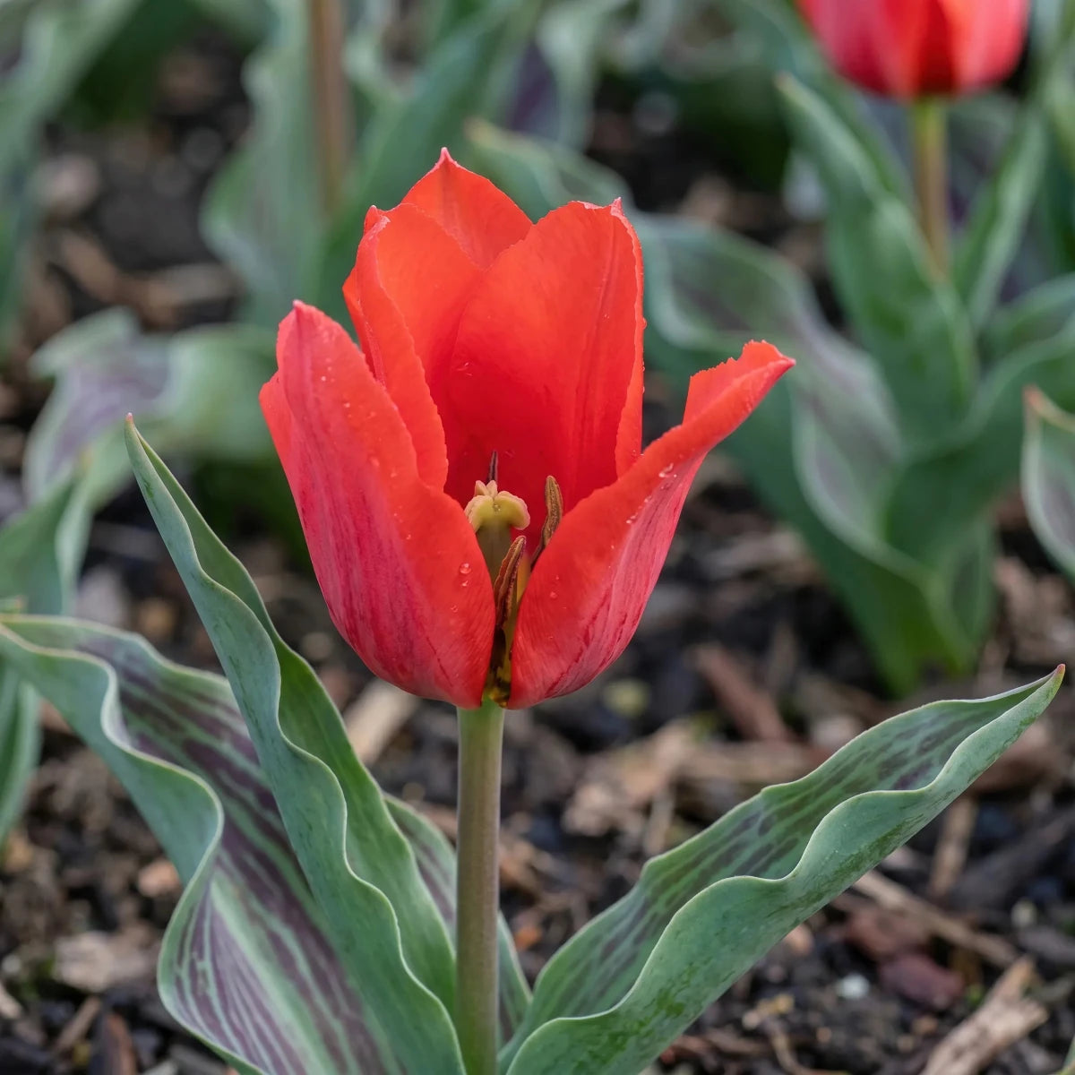 Tulipa 'Red Riding Hood' (Tulip) - Harding & Bloom