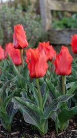 Tulipa 'Red Riding Hood' (Tulip) - Harding & Bloom